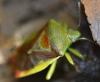 273092 – Photo : Christian Berquer – France (50)